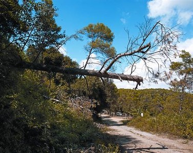Un arbre caigut el 8 de març al camí de Cal Castillo a Sant Medir, dilluns passat.