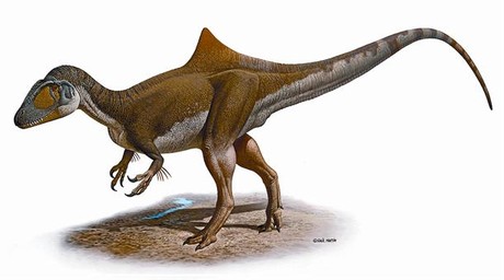 Ca�ador 8 Reconstrucci� de l'animal a partir de l'esquelet conservat gaireb� al complet.
