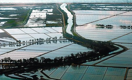 L'aigua anega una zona d'arrossars del delta de l'Ebre, amb el mar Mediterrani al fons.