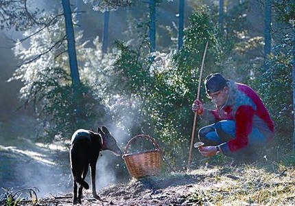 Un aficionat, acompanyat per un gos, observa un rovell� acabat de trobar en un bosc de les Lloses (Ripoll�s), dissabte passat.
