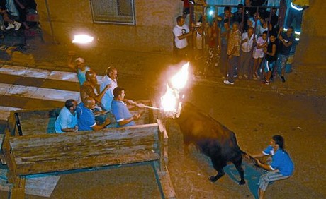 Uns quants aficionats participen en la festa del bou embolat, ahir a la matinada a Sant Carles de la R�pita (Montsi�).