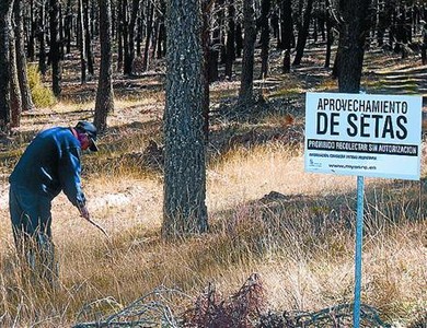 �rea regulada 8 Un home busca bolets a Quintana Redonda.