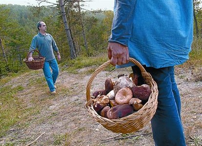 Dos boletaires, en un bosc catal�, aquest mes.