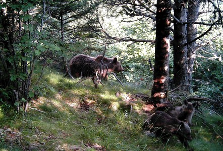 Una femella d'�s negre i les seves dues noves cries, fotografiades per les c�meres de Medi Ambient a la Vall d'�neu (Lleida).
