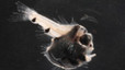 Ictioplancton. Larva de peix destral.
