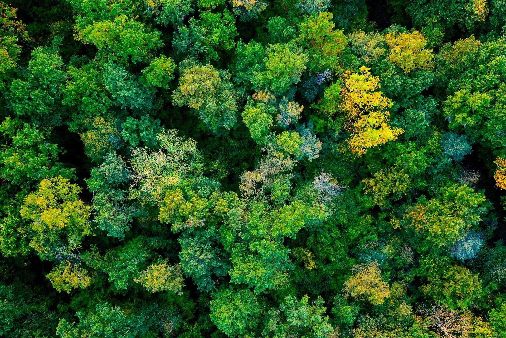 Respon aquest qüestionari des de la gandula o a l’ombra d’un bon arbre i descobreix si coneixes totes les eines per reduir el teu impacte ambiental