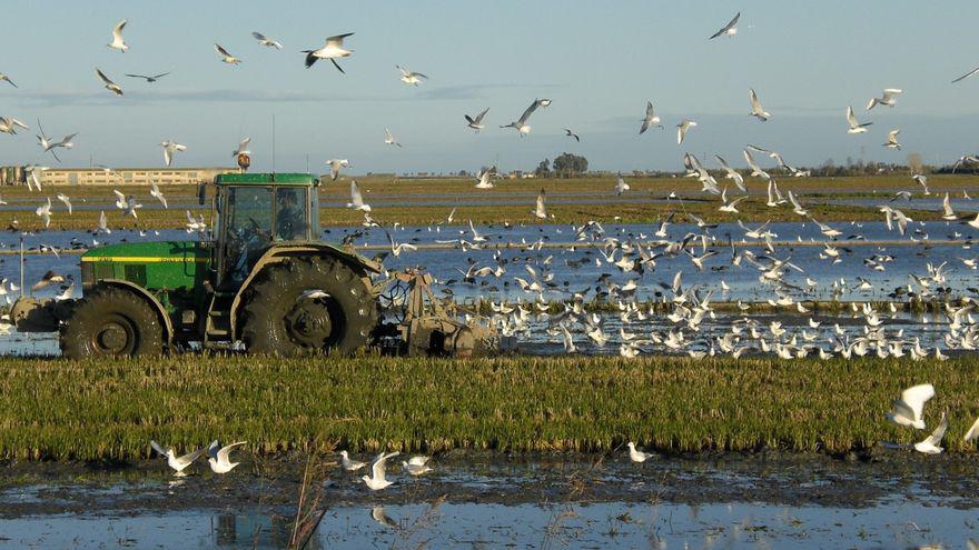 Riet Vell.