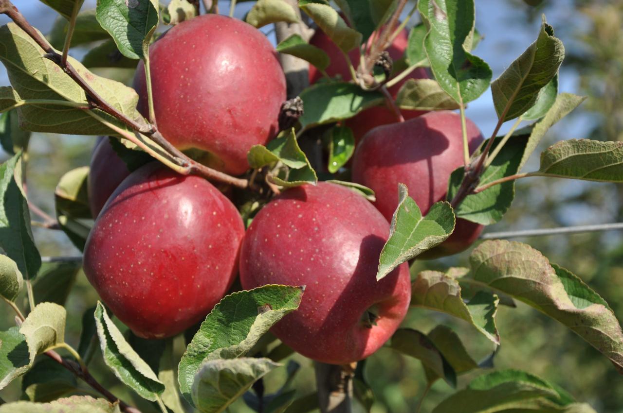 Pomona Fruits.